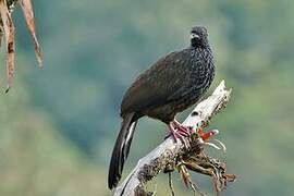 Andean Guan