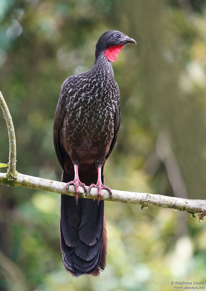 Pénélope du Cauca adulte