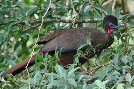 Crested Guan