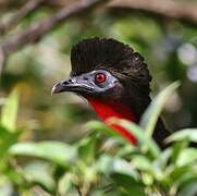 Crested Guan