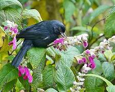 White-sided Flowerpiercer