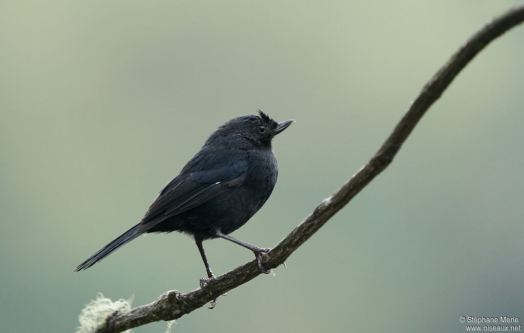 White-sided Flowerpiercer