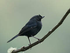 White-sided Flowerpiercer