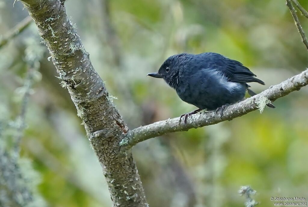 White-sided Flowerpiercer