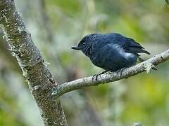 White-sided Flowerpiercer