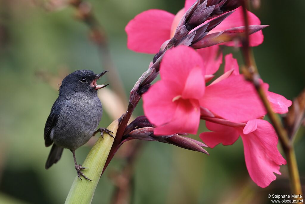 Slaty Flowerpiercer male adult