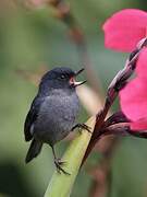 Slaty Flowerpiercer