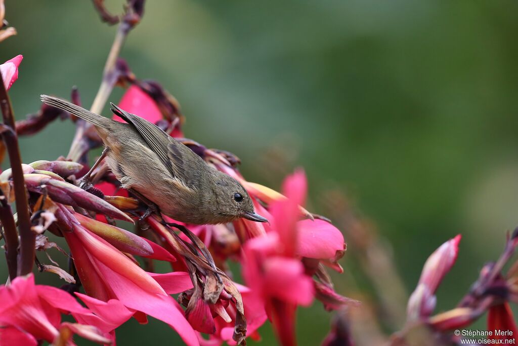 Slaty Flowerpiercer female adult