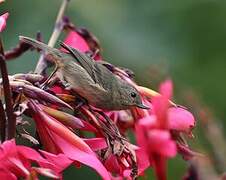 Slaty Flowerpiercer