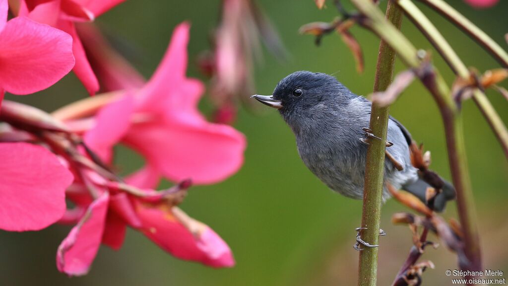 Slaty Flowerpiercer male