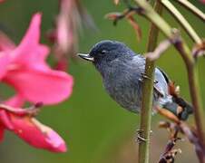 Slaty Flowerpiercer