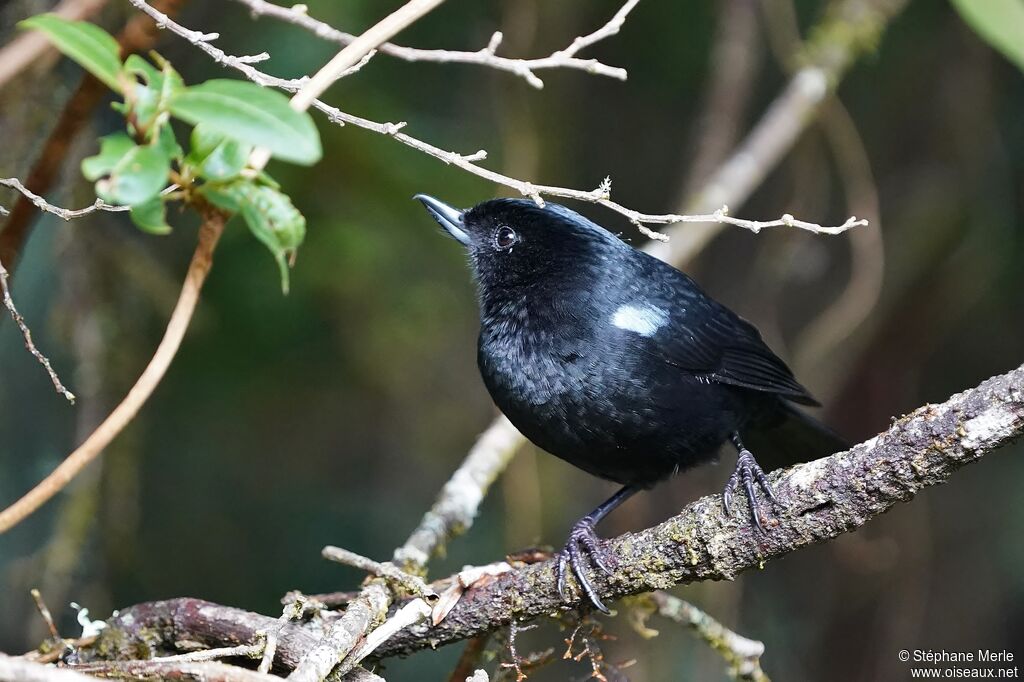 Glossy Flowerpierceradult