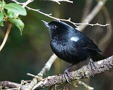 Glossy Flowerpiercer