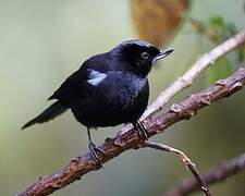 Glossy Flowerpiercer