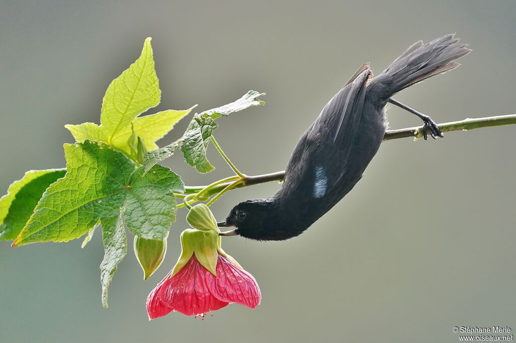 Glossy Flowerpierceradult