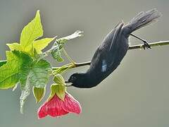 Glossy Flowerpiercer