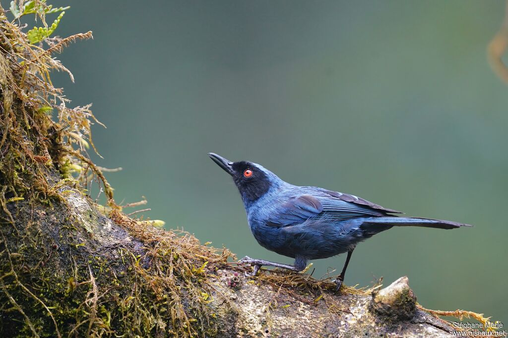 Masked Flowerpierceradult