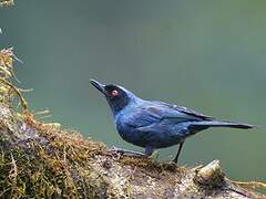 Masked Flowerpiercer