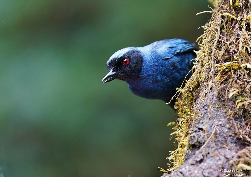 Masked Flowerpierceradult