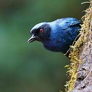 Masked Flowerpiercer