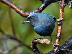 Masked Flowerpiercer