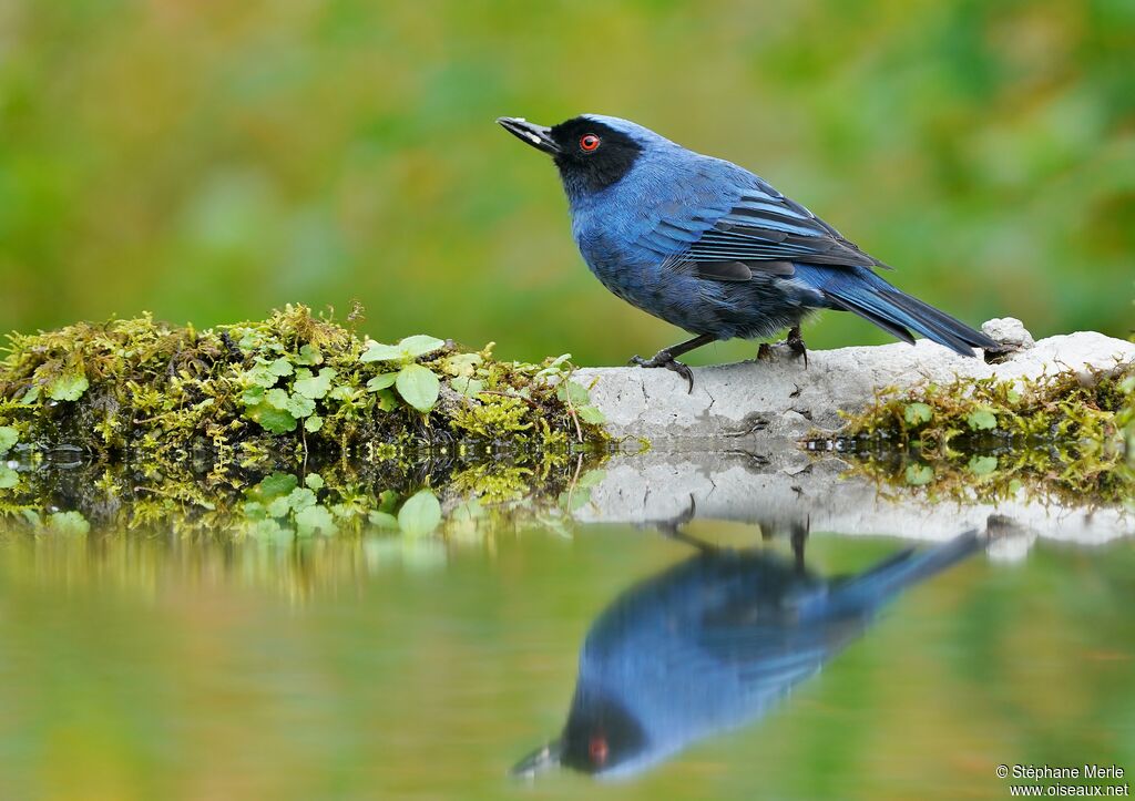 Masked Flowerpierceradult