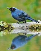 Masked Flowerpiercer