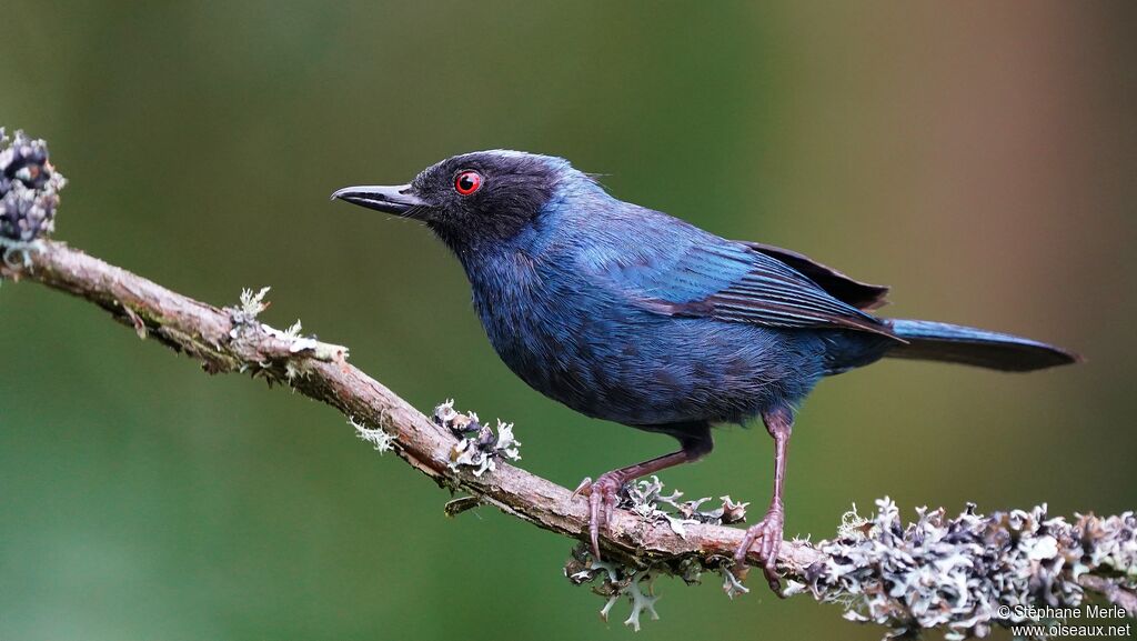 Masked Flowerpierceradult