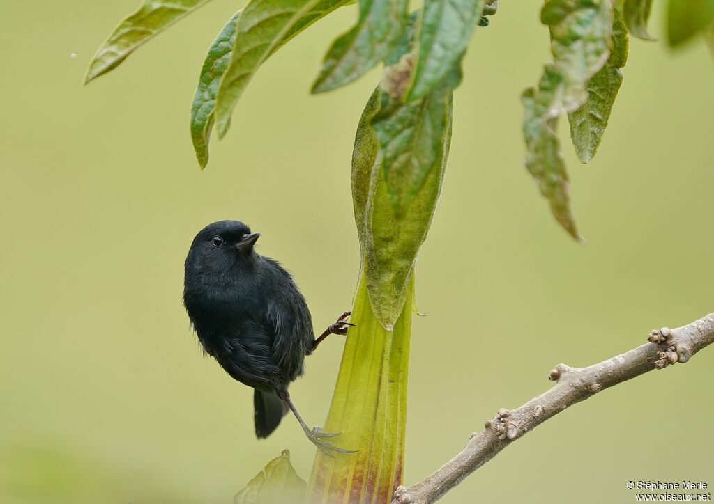 Black Flowerpierceradult