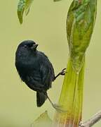 Black Flowerpiercer