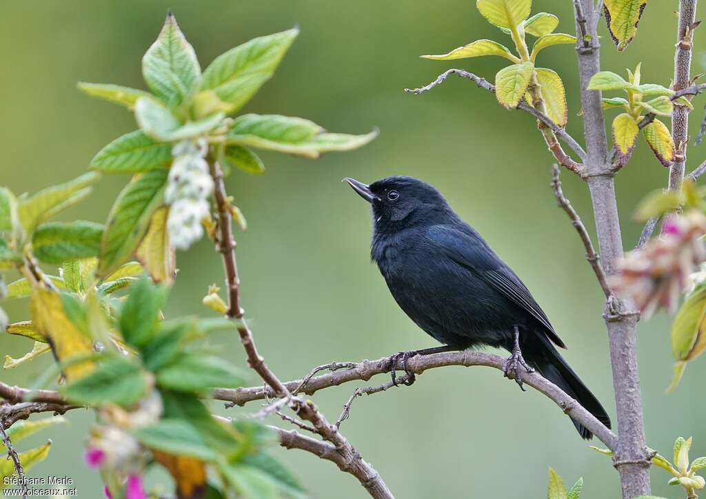 Black Flowerpierceradult, identification