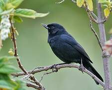 Black Flowerpiercer