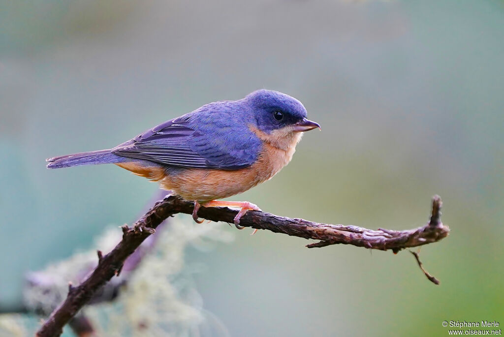 Rusty Flowerpiercer male adult