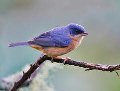 Rusty Flowerpiercer