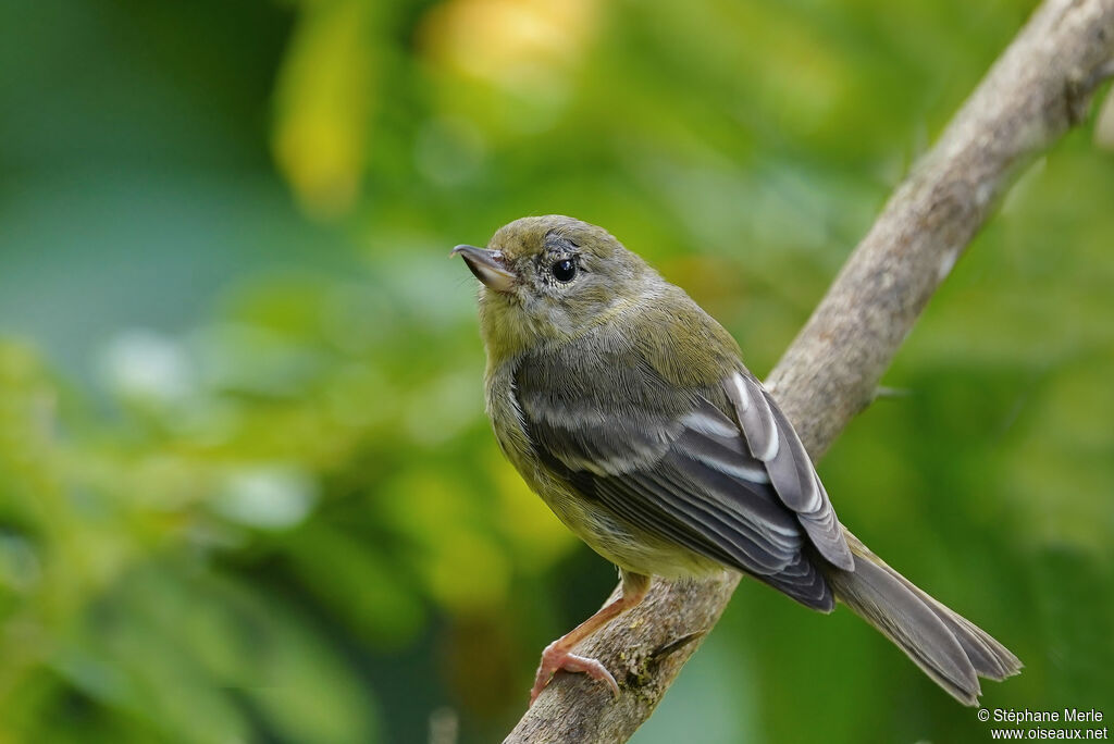 Rusty Flowerpiercer female adult