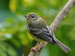 Rusty Flowerpiercer