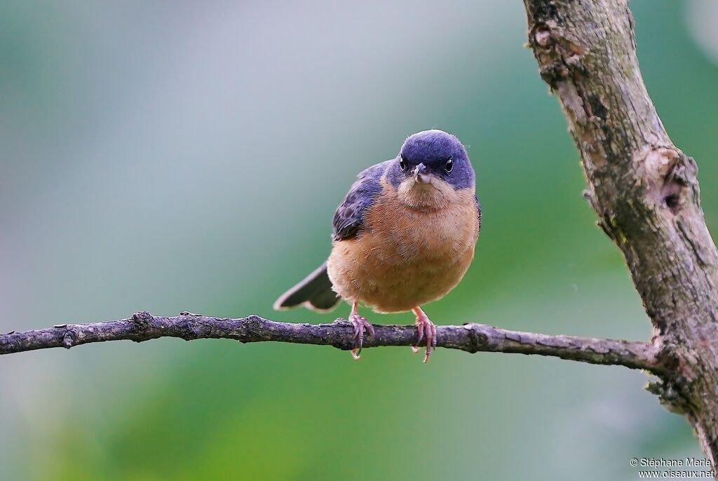 Rusty Flowerpiercer male adult