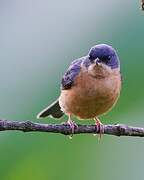 Rusty Flowerpiercer