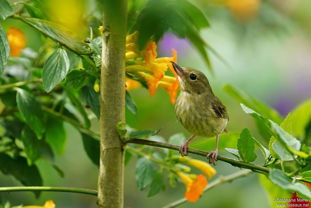 Rusty Flowerpiercer female adult