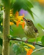 Rusty Flowerpiercer