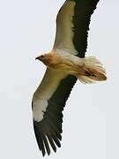 Egyptian Vulture