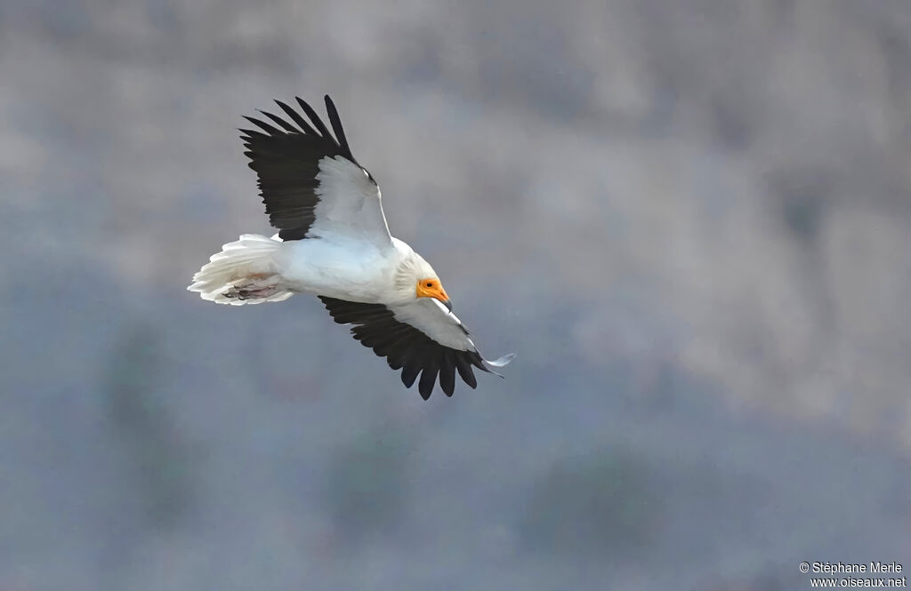 Egyptian Vulture