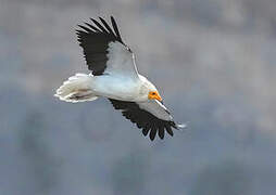 Egyptian Vulture