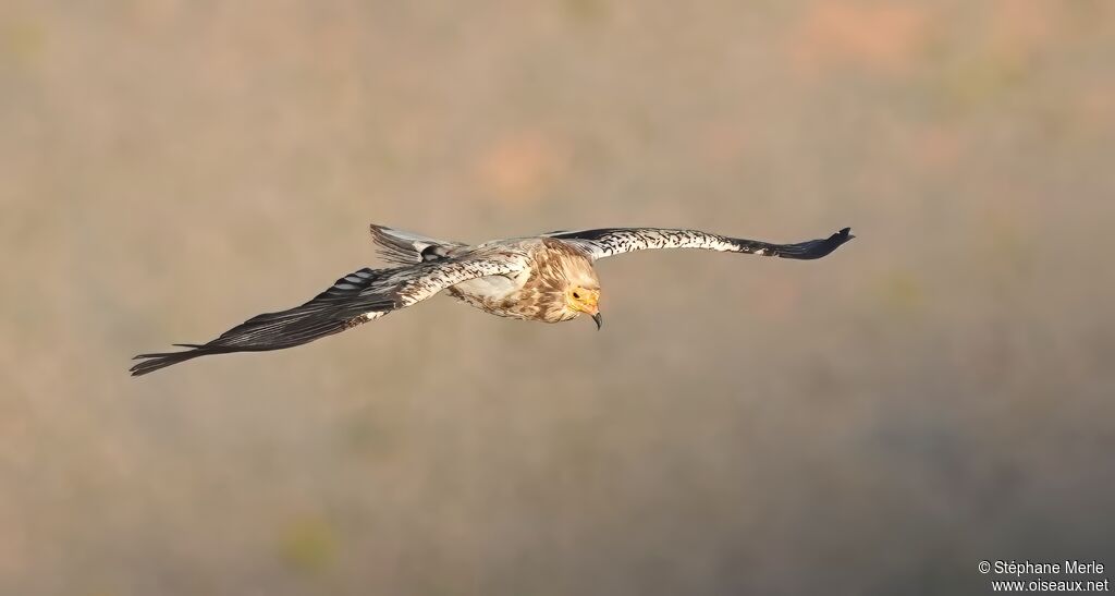 Egyptian Vulture