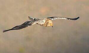 Egyptian Vulture