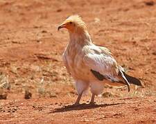 Egyptian Vulture