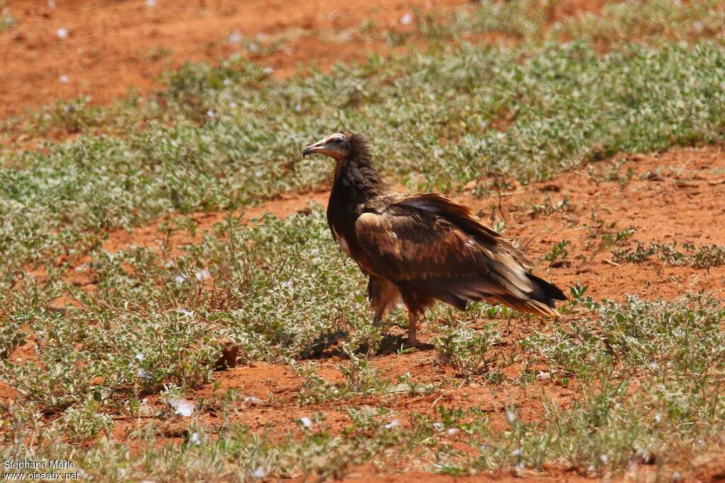 Egyptian Vultureimmature, identification