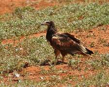 Egyptian Vulture