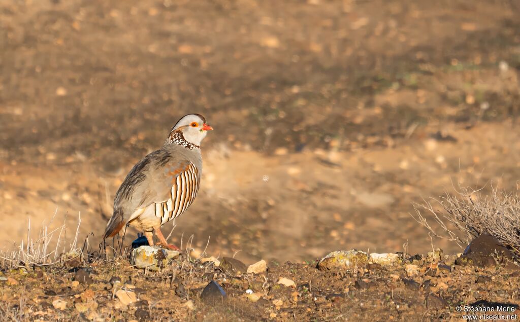 Barbary Partridgeadult