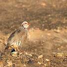 Perdrix gambra